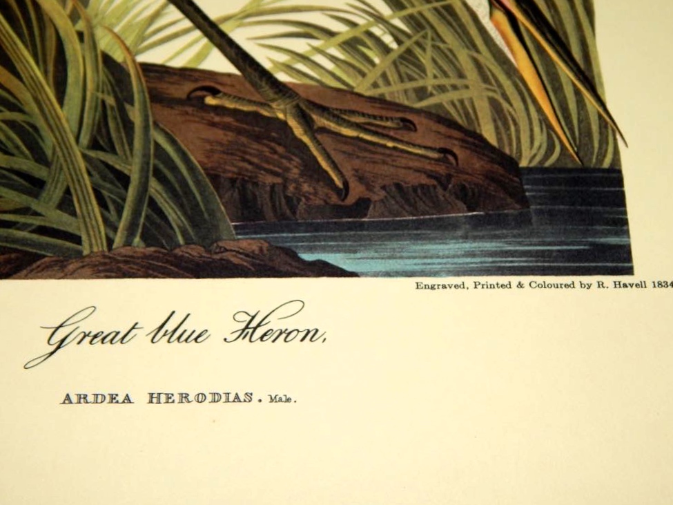 Audubon Books & Prints