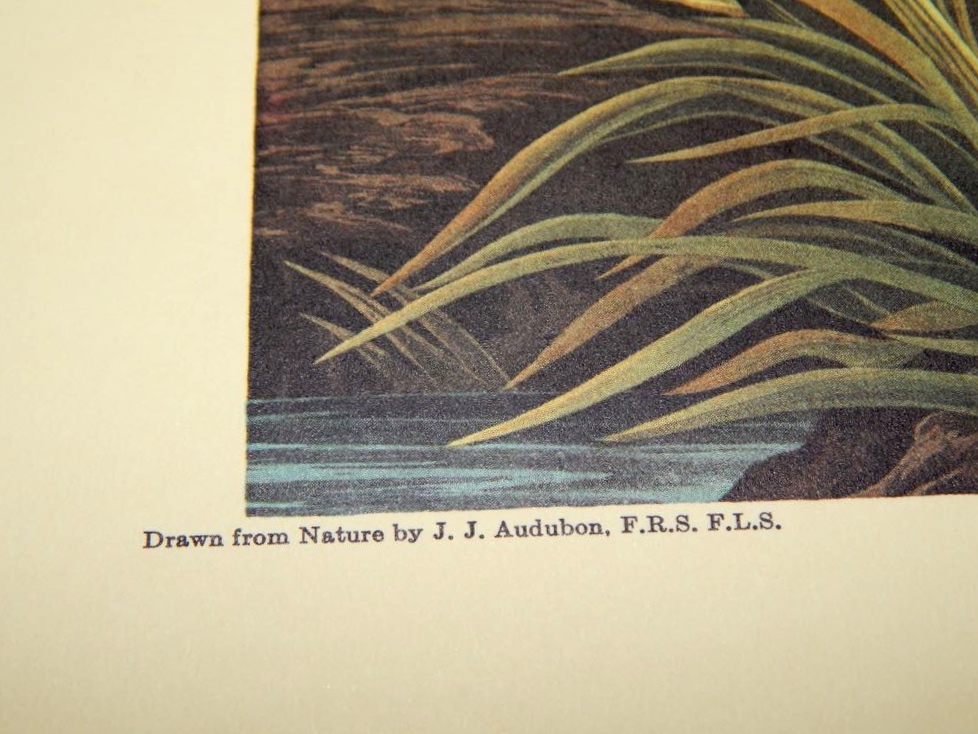Audubon Books & Prints