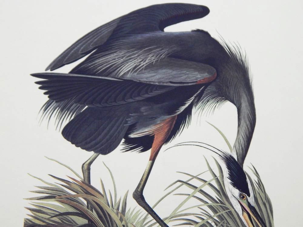 Audubon Books & Prints