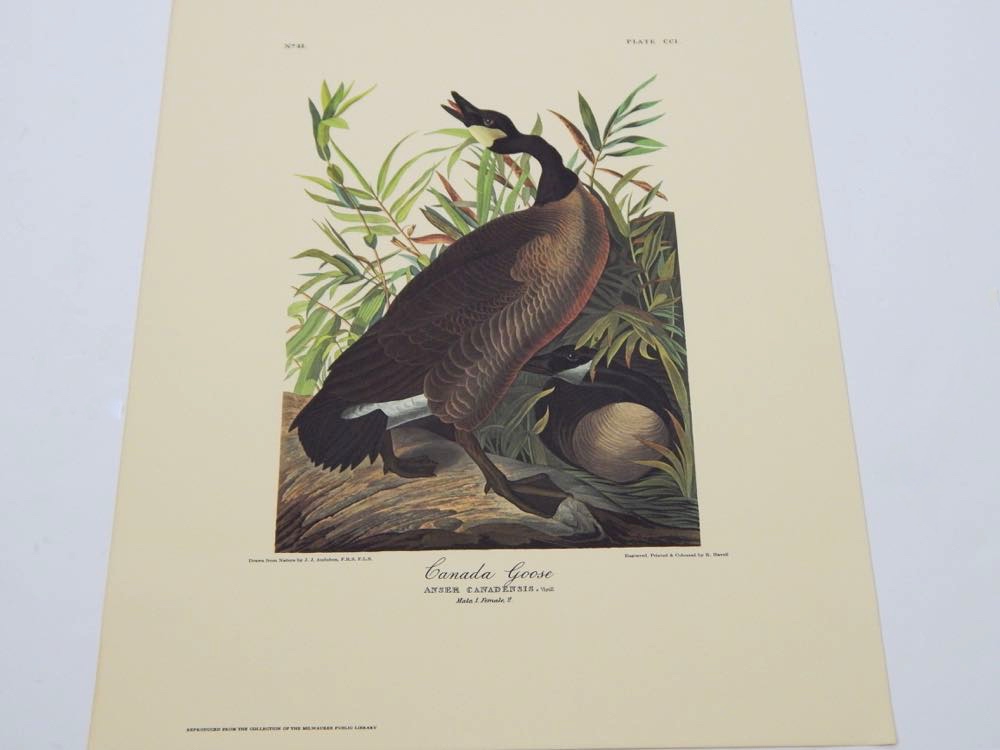 Audubon Books & Prints