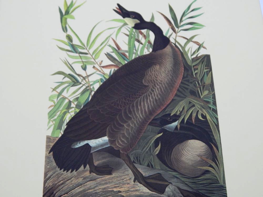 Audubon Books & Prints