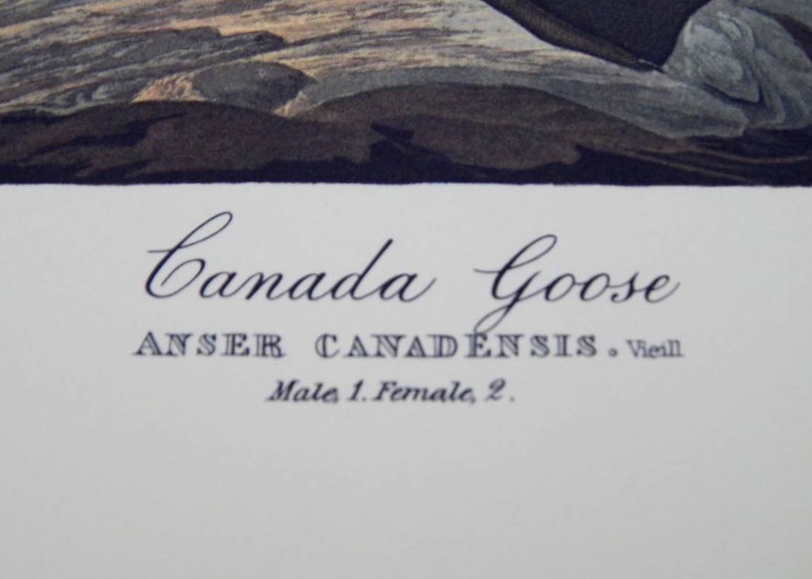 Audubon Books & Prints