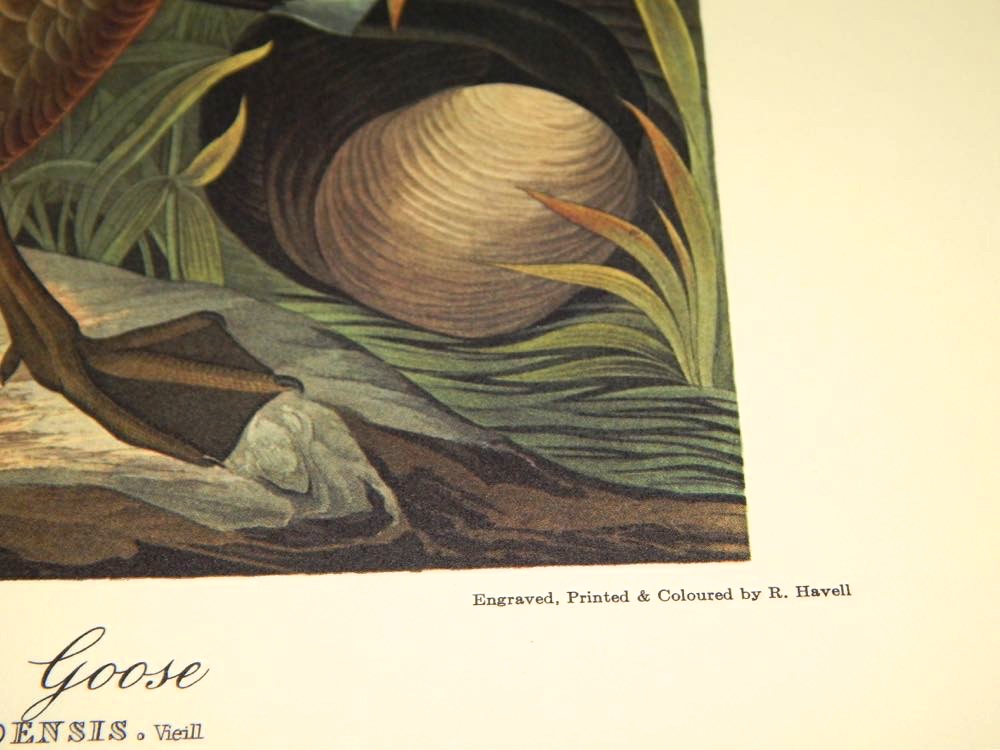 Audubon Books & Prints