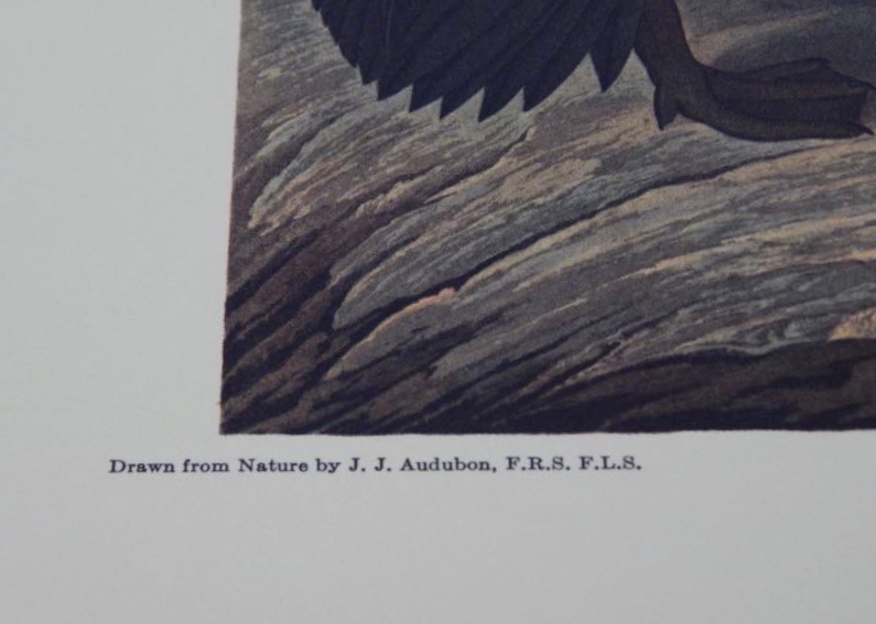 Audubon Books & Prints