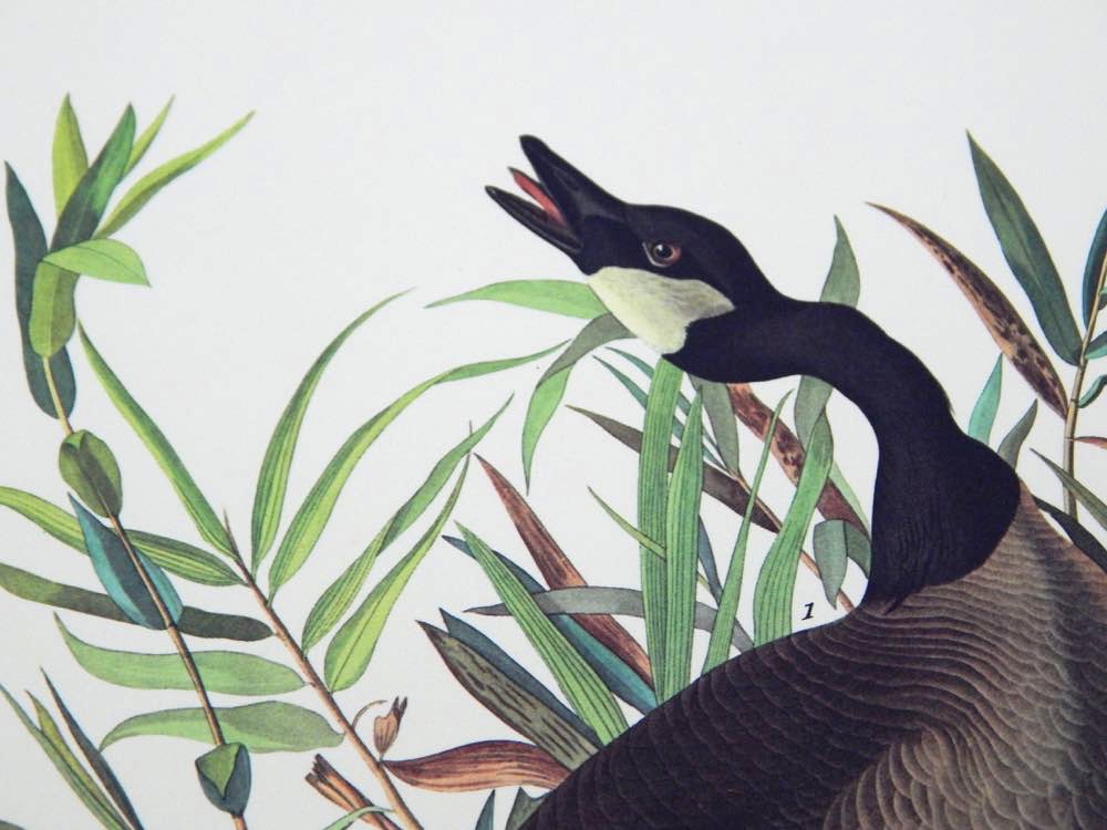 Audubon Books & Prints