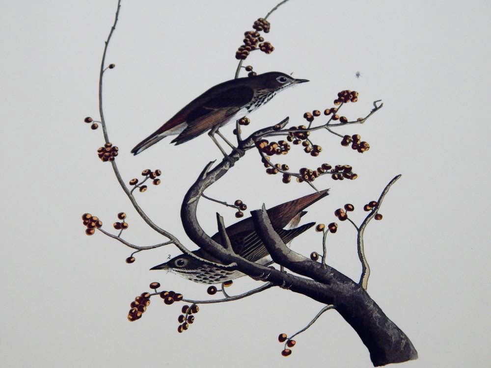 Audubon Books & Prints