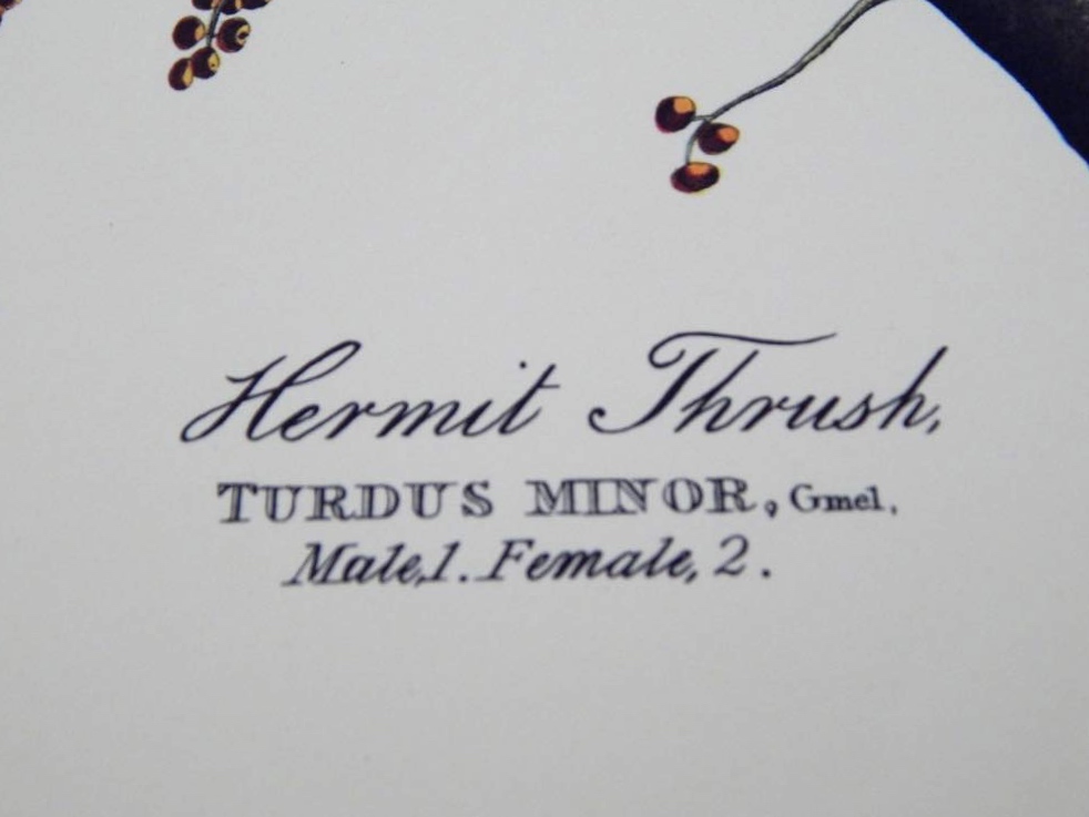 Audubon Books & Prints