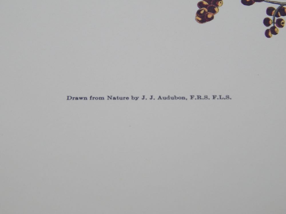 Audubon Books & Prints