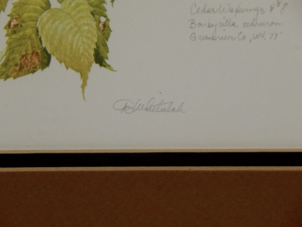 1977 "Cedar Waxwings" by Don Whitlach