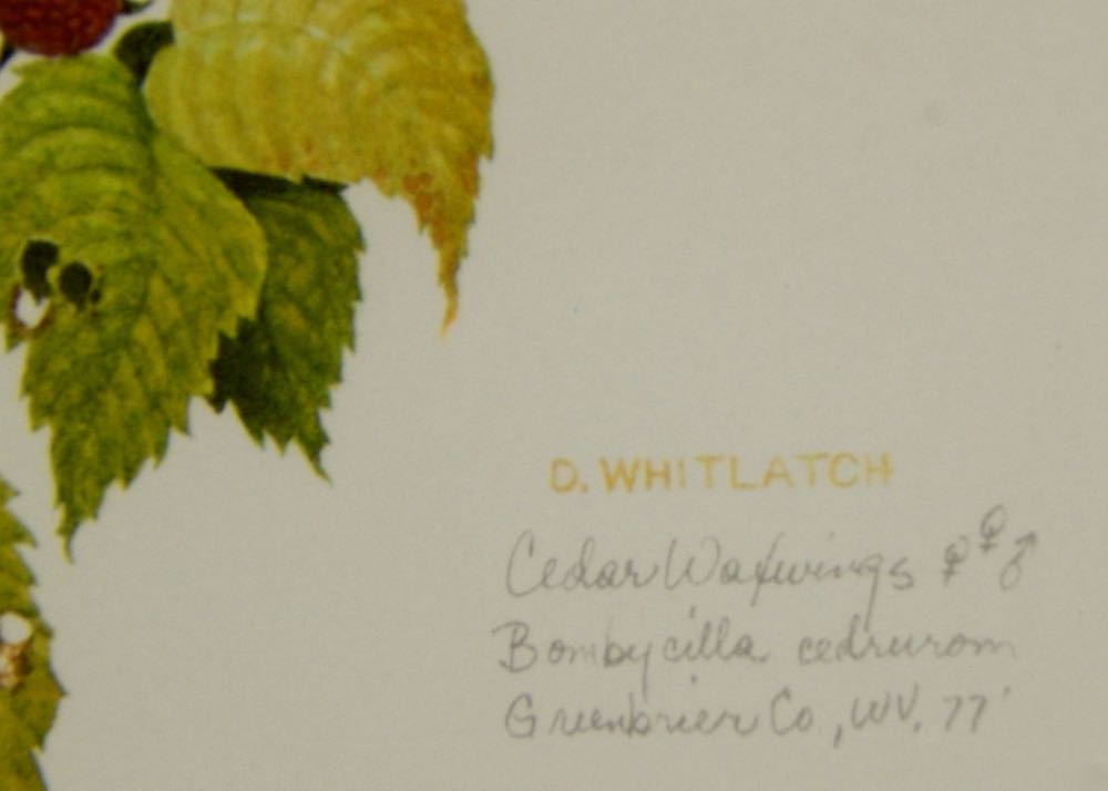 1977 "Cedar Waxwings" by Don Whitlach