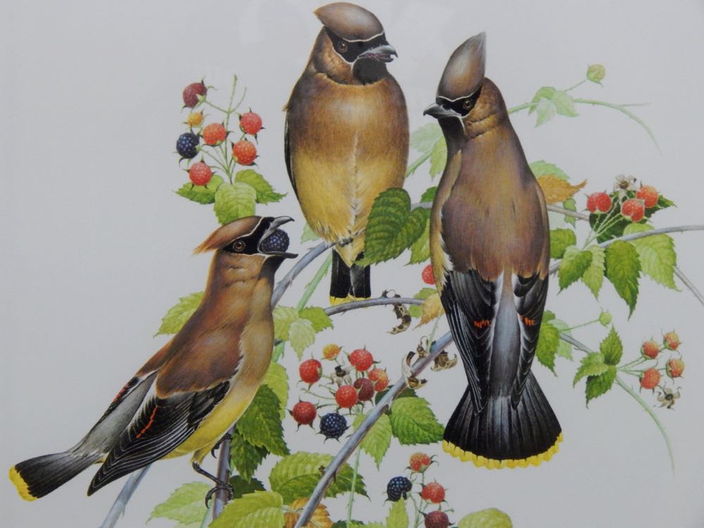 1977 "Cedar Waxwings" by Don Whitlach