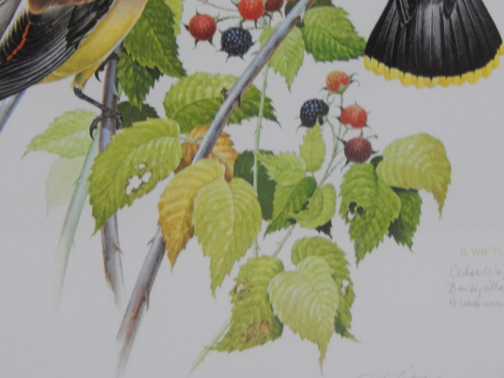 1977 "Cedar Waxwings" by Don Whitlach