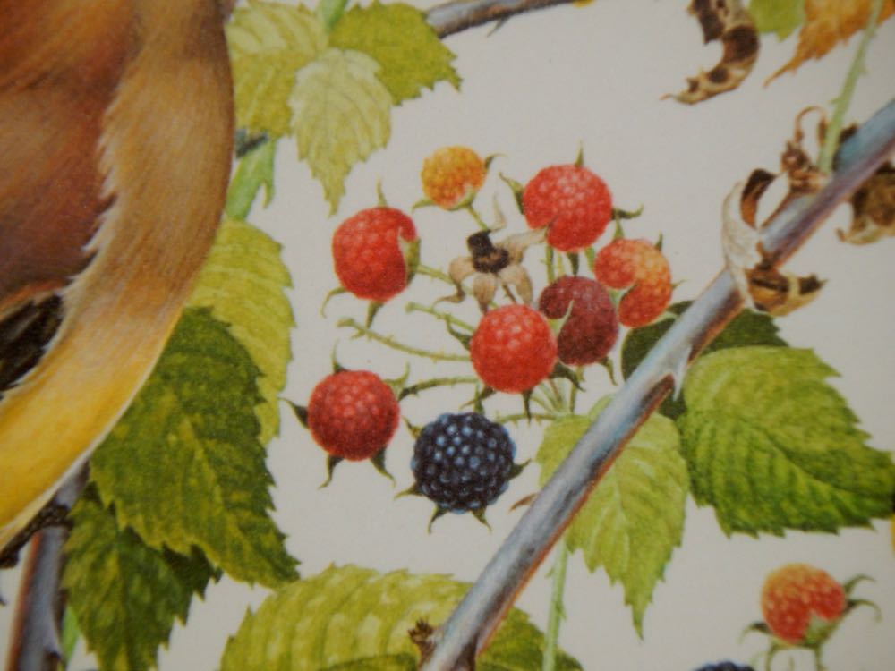 1977 "Cedar Waxwings" by Don Whitlach