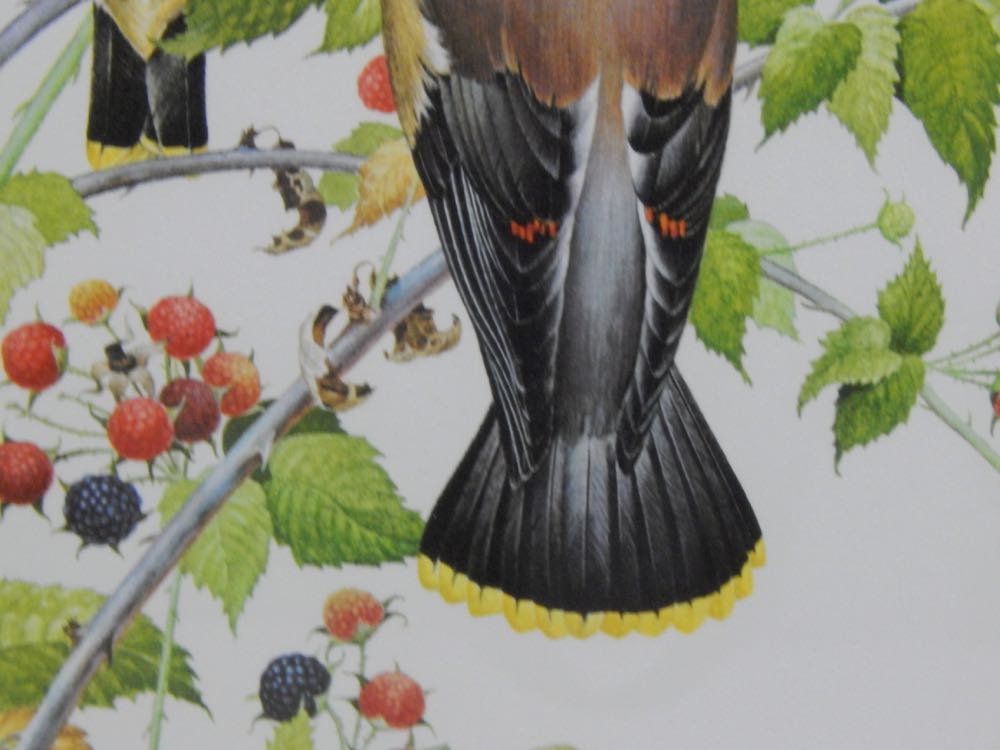1977 "Cedar Waxwings" by Don Whitlach