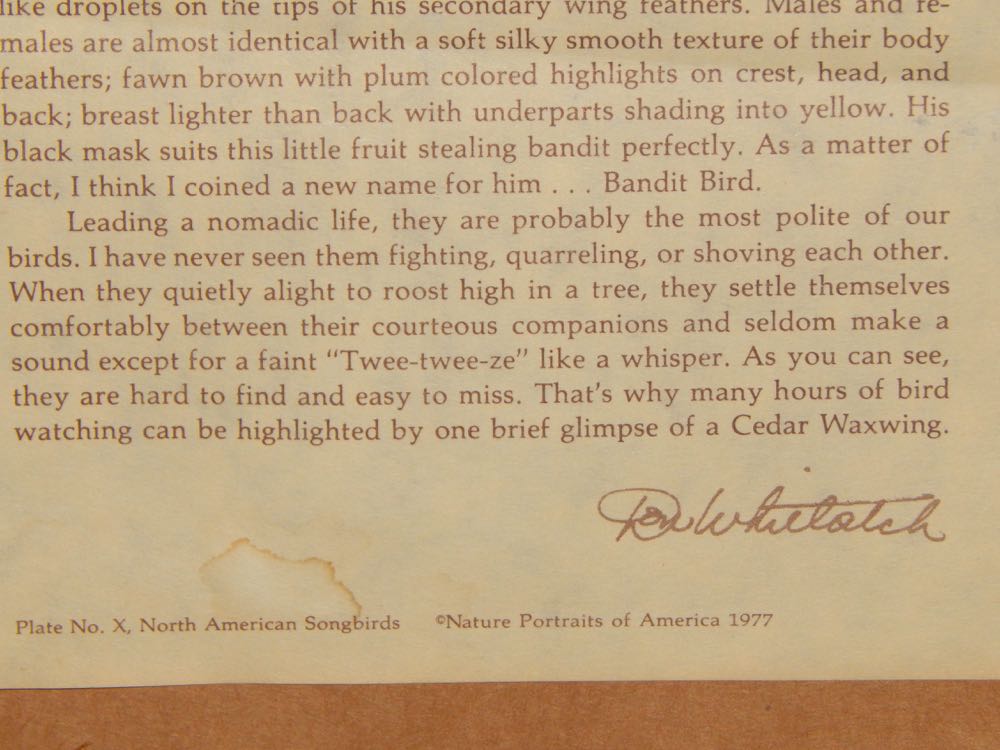 1977 "Cedar Waxwings" by Don Whitlach