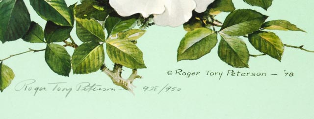 Roger Tory Peterson Print "Mockingbird"