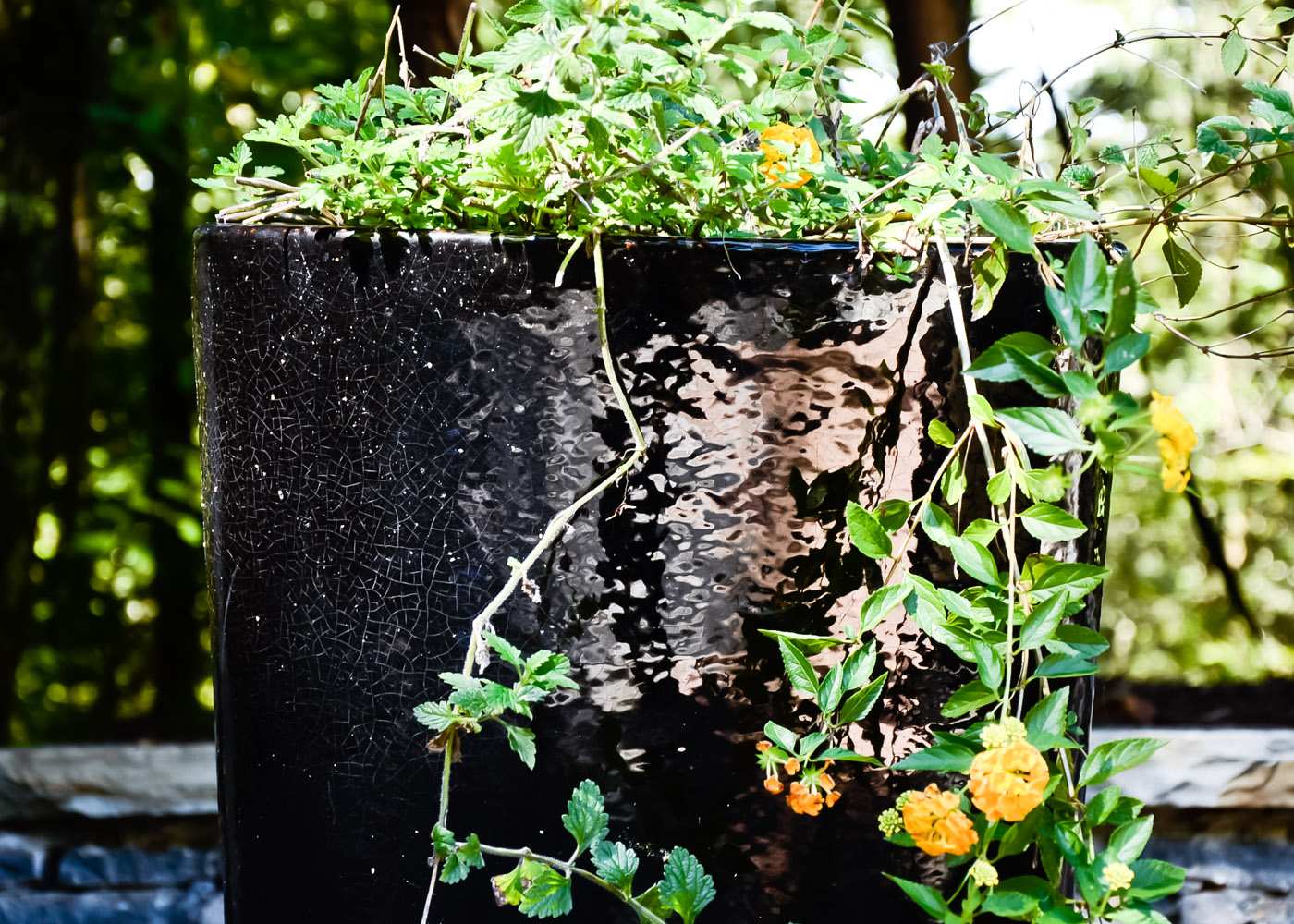 Tall Black Ceramic Planter