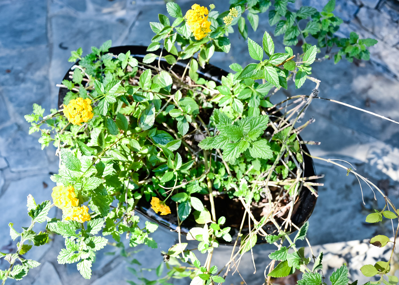 Tall Black Ceramic Planter