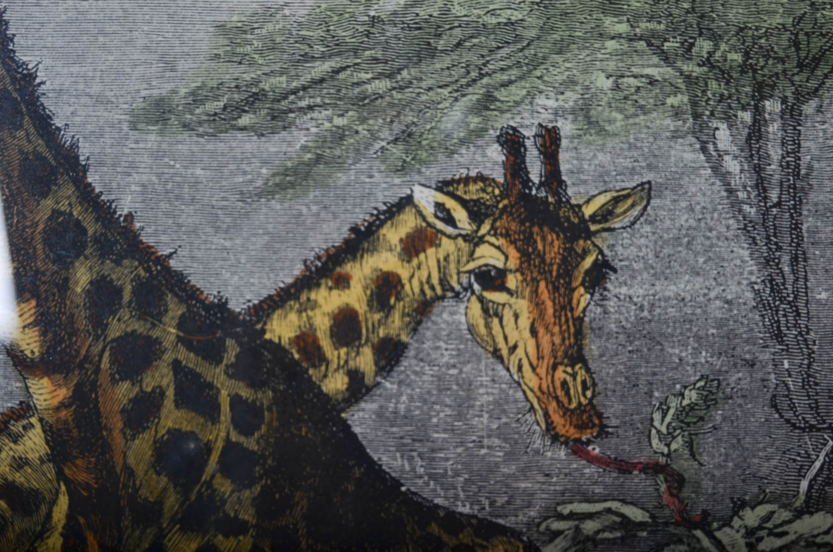 Pair of Antique Frederich Specht Engravings