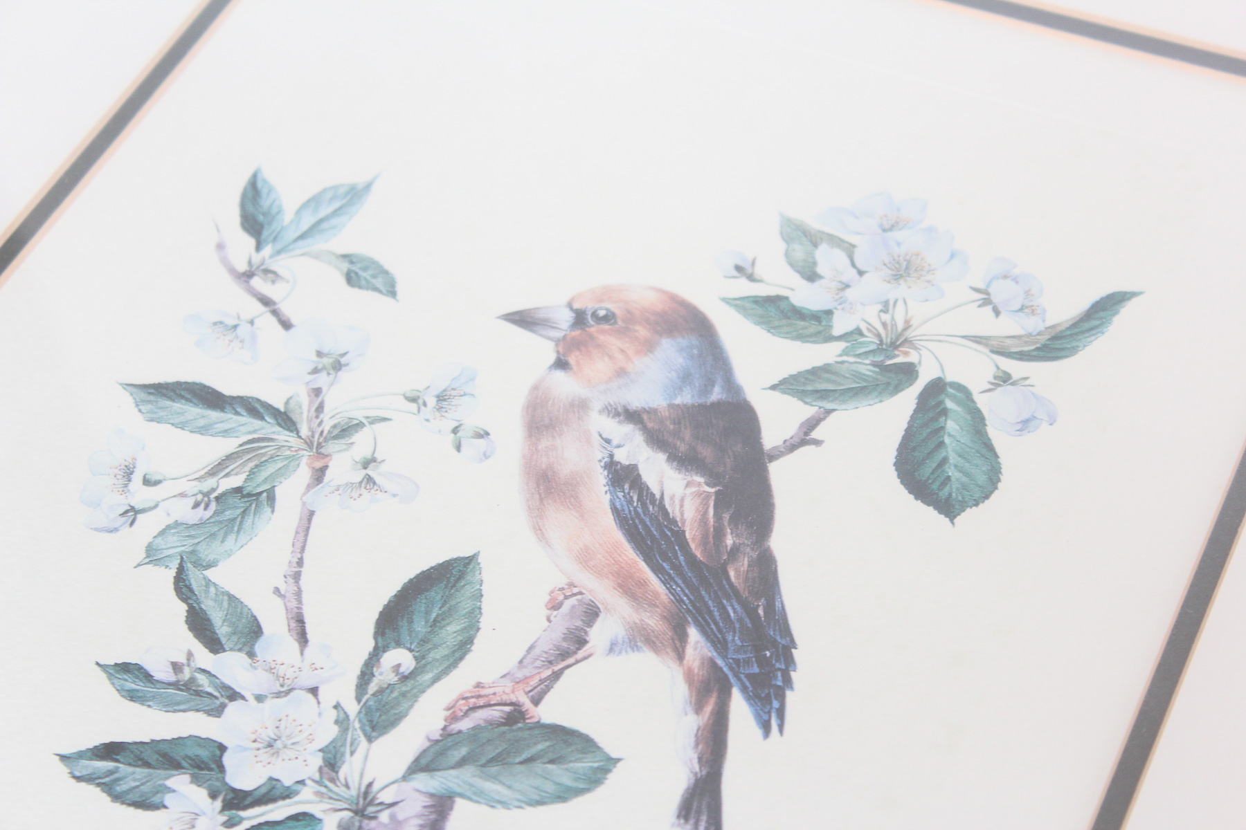 Pair of Framed A.M. Trechslin Lithographs