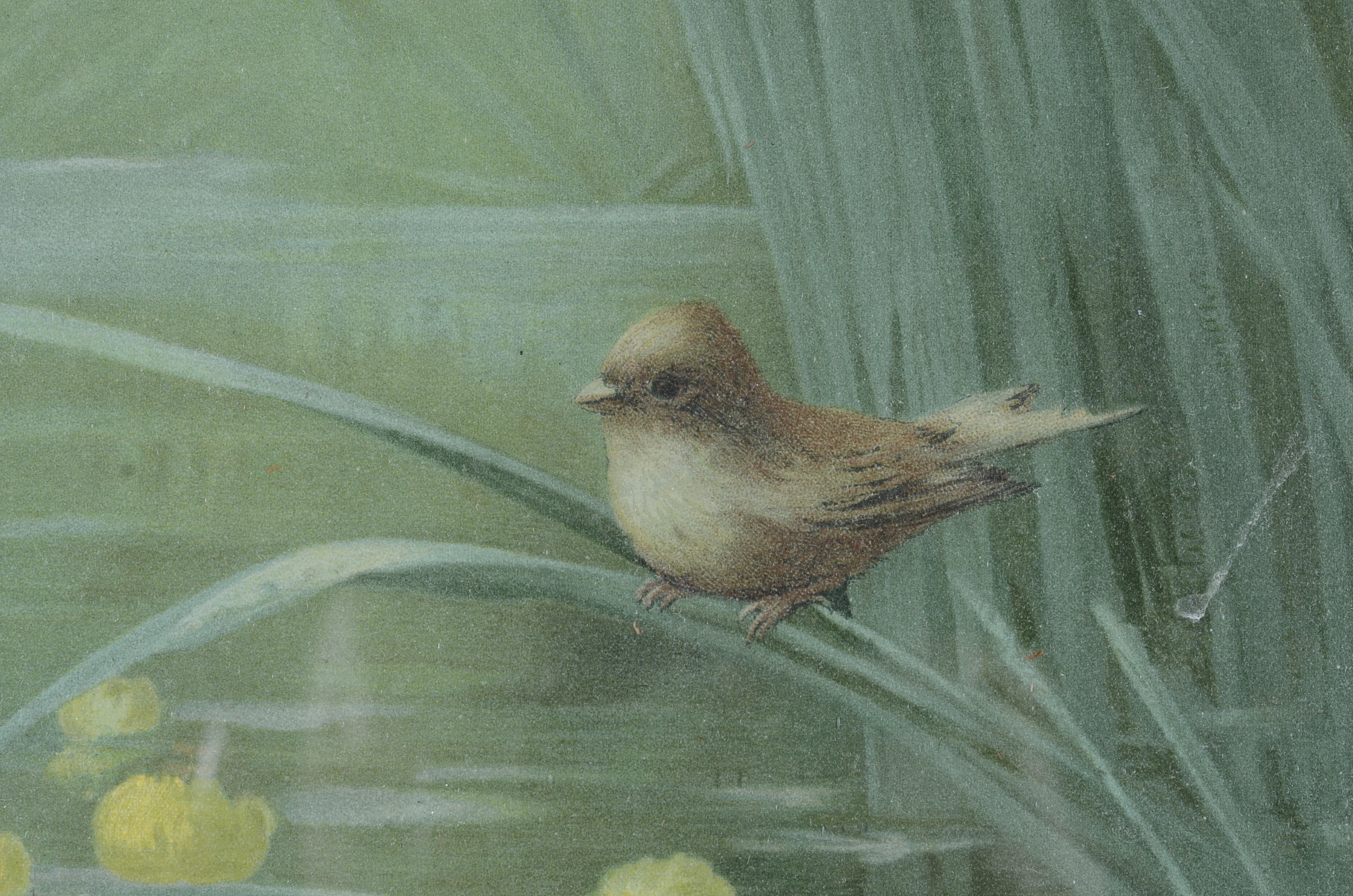 Antique Lithograph of Water Lilies by Emilie Vouga