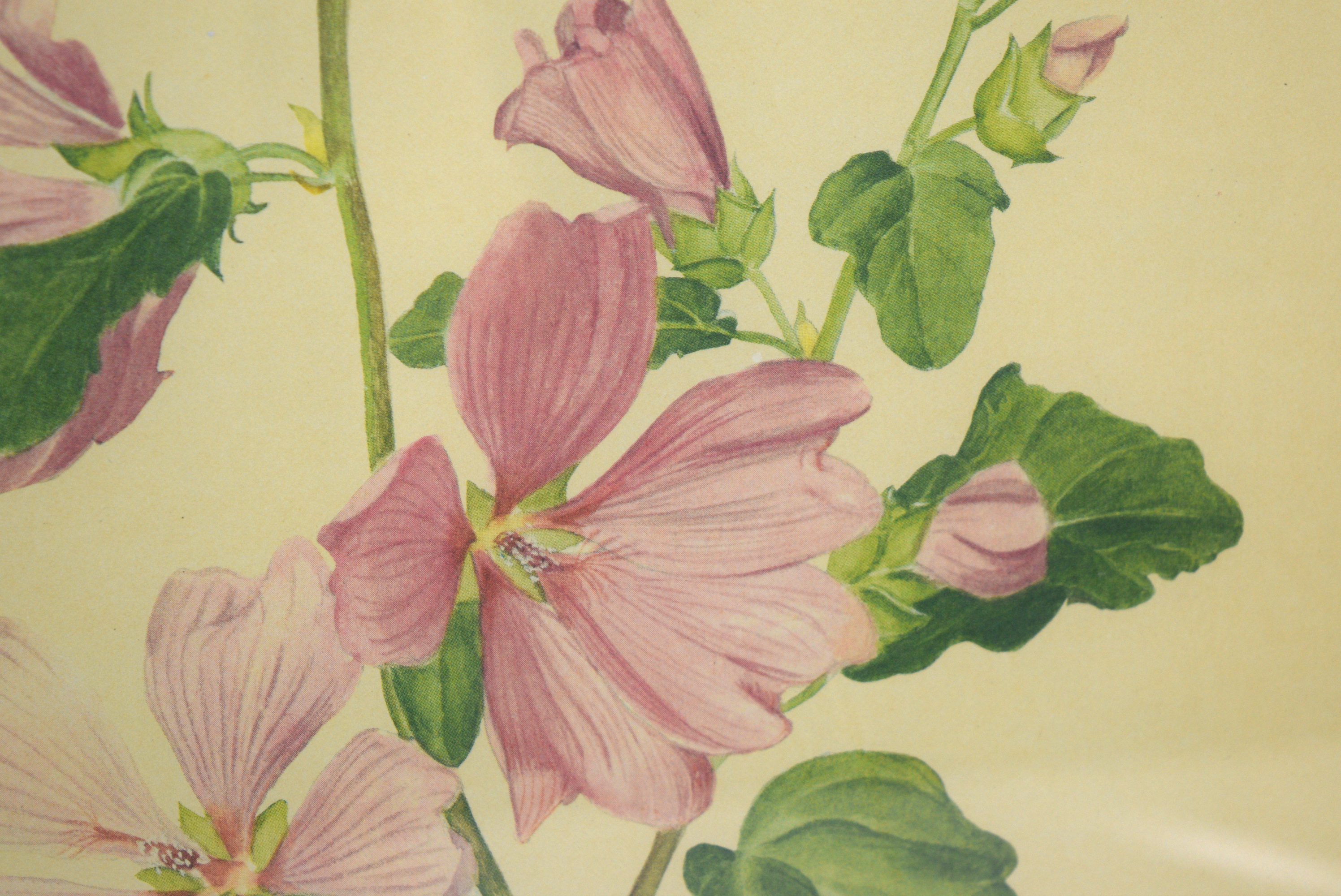 Vintage Alastair Gordon Flower Offset Lithograph