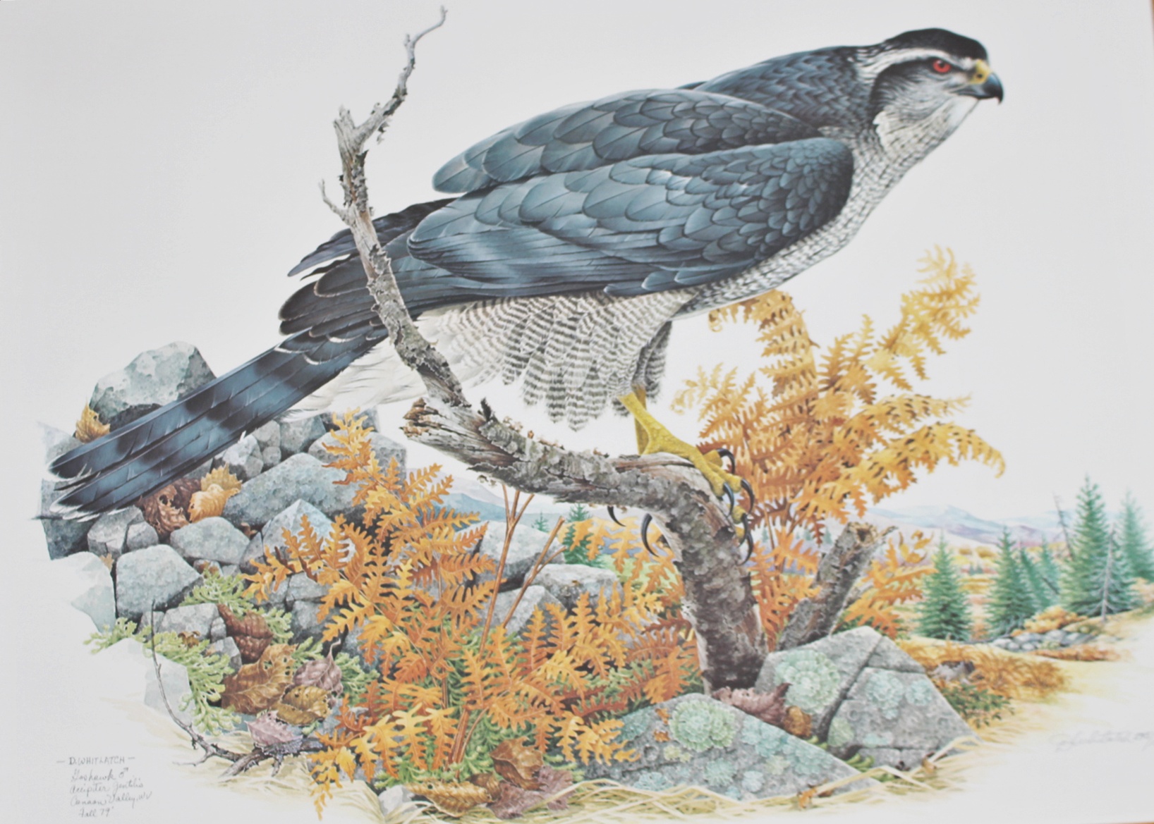 "Goshawk" by D. Whitlach Signed/Numbered Litho