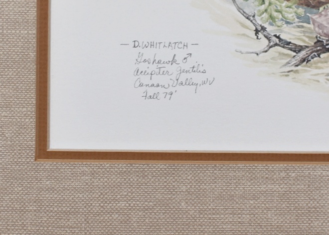 "Goshawk" by D. Whitlach Signed/Numbered Litho