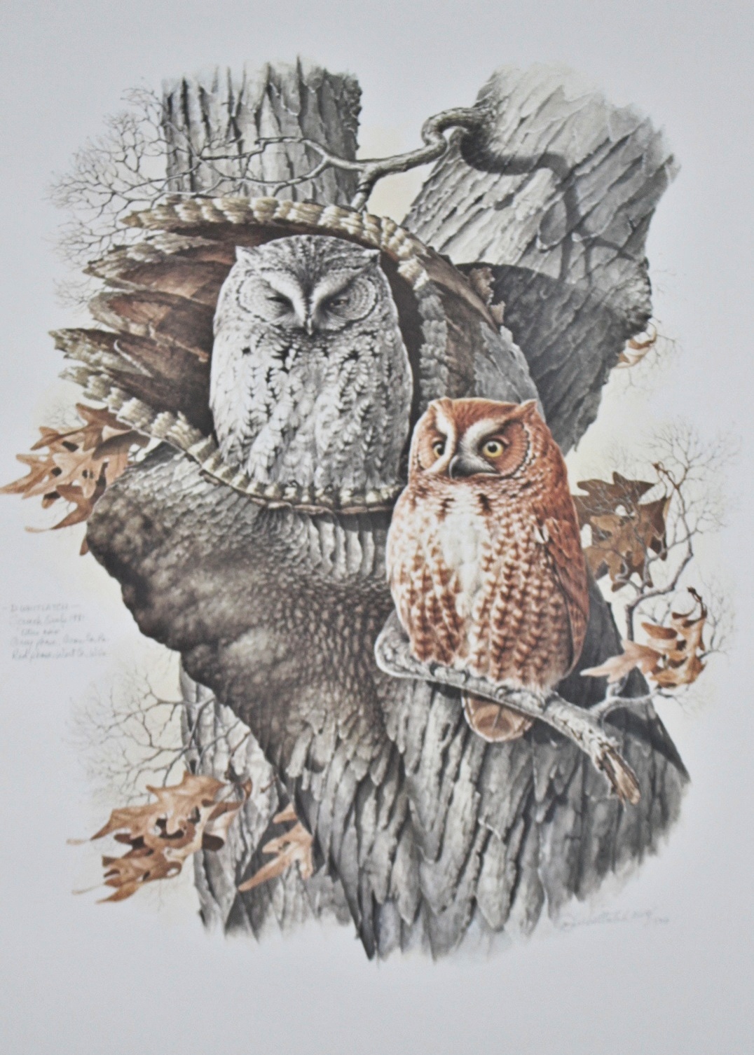 Unframed Litho "Screech Owls" by D. Whitlach