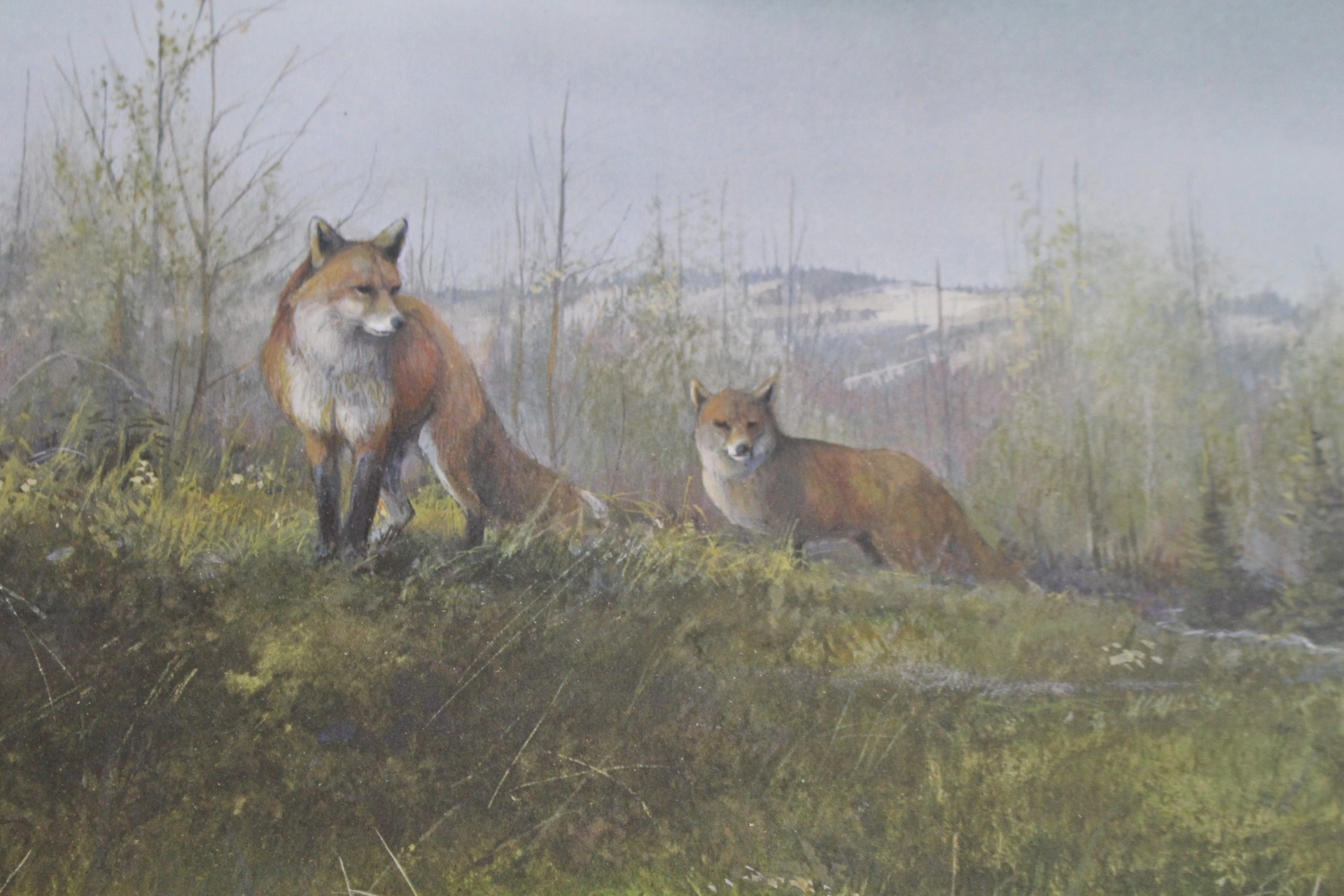 Tom Sander Litho Red Fox Signed/Numbered