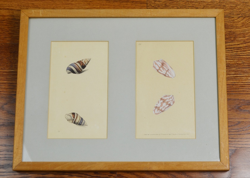Edward Donovan's Shell Engravings, 1826