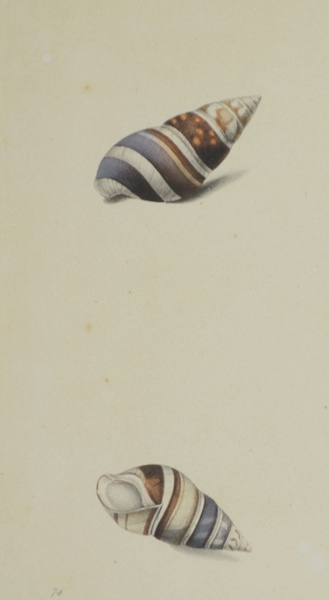Edward Donovan's Shell Engravings, 1826