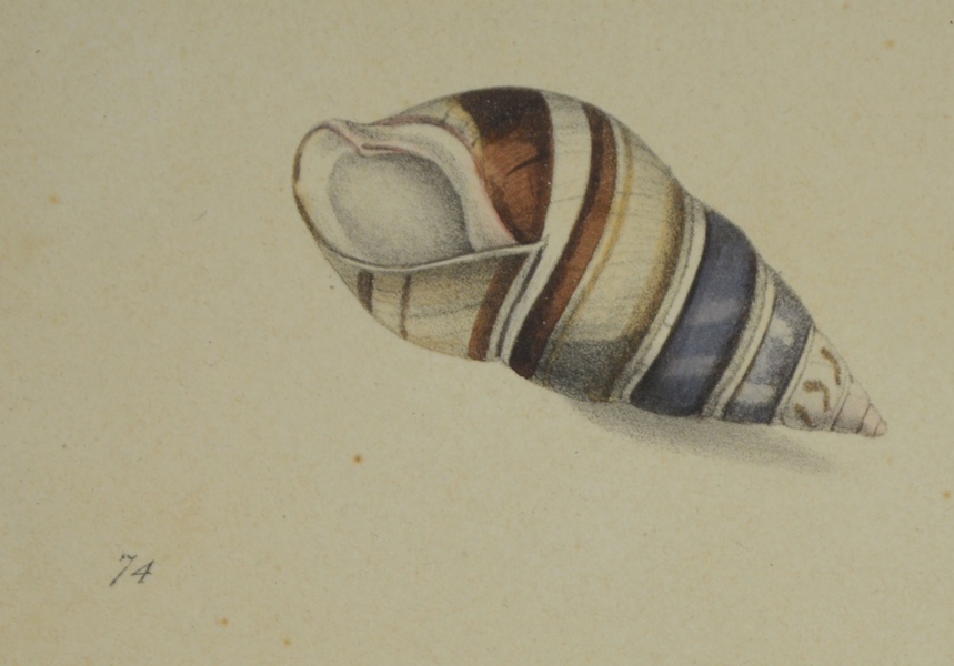 Edward Donovan's Shell Engravings, 1826