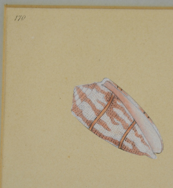 Edward Donovan's Shell Engravings, 1826