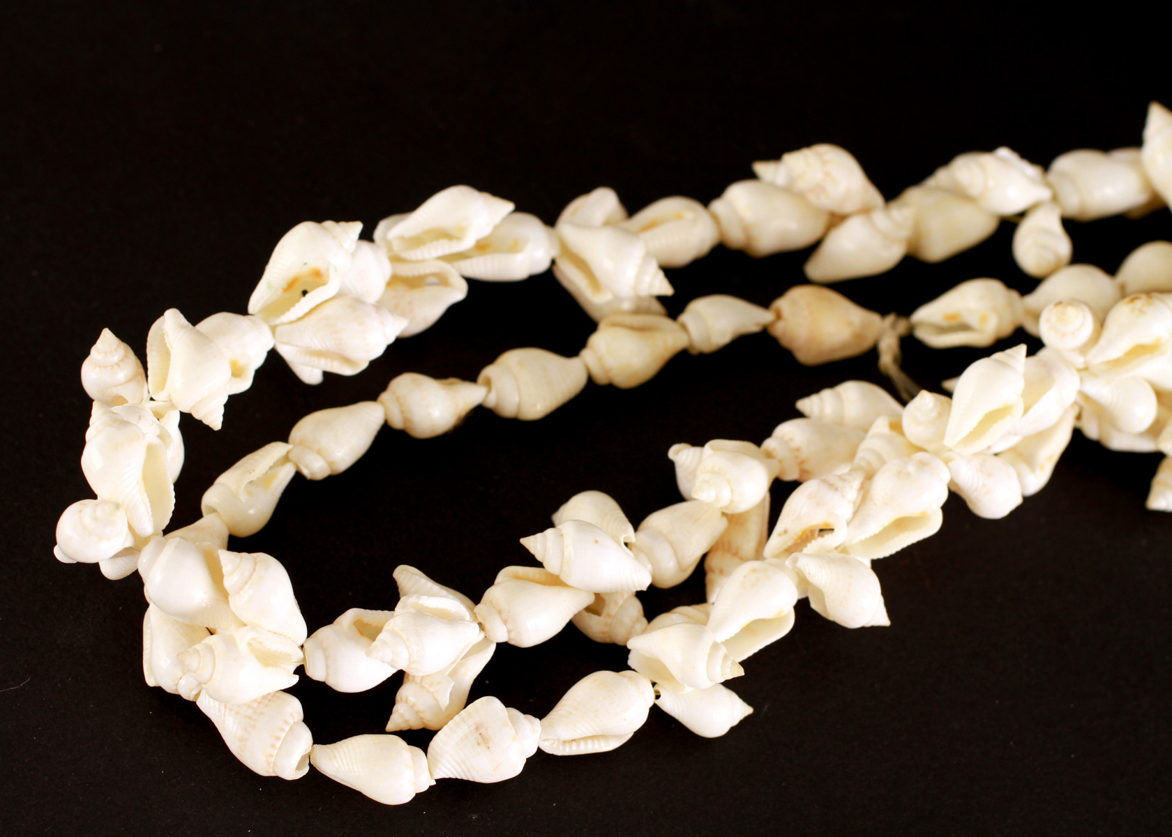 Group of Conch Shell Style Accessories