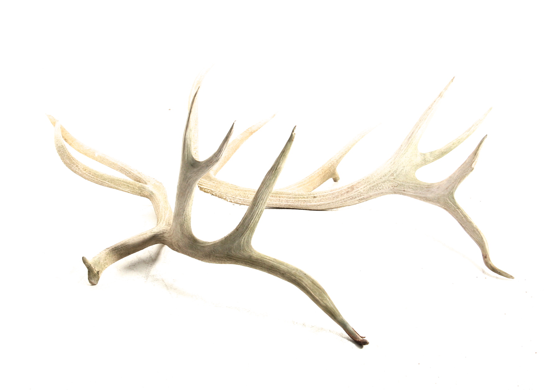 Pair of Elk Antlers