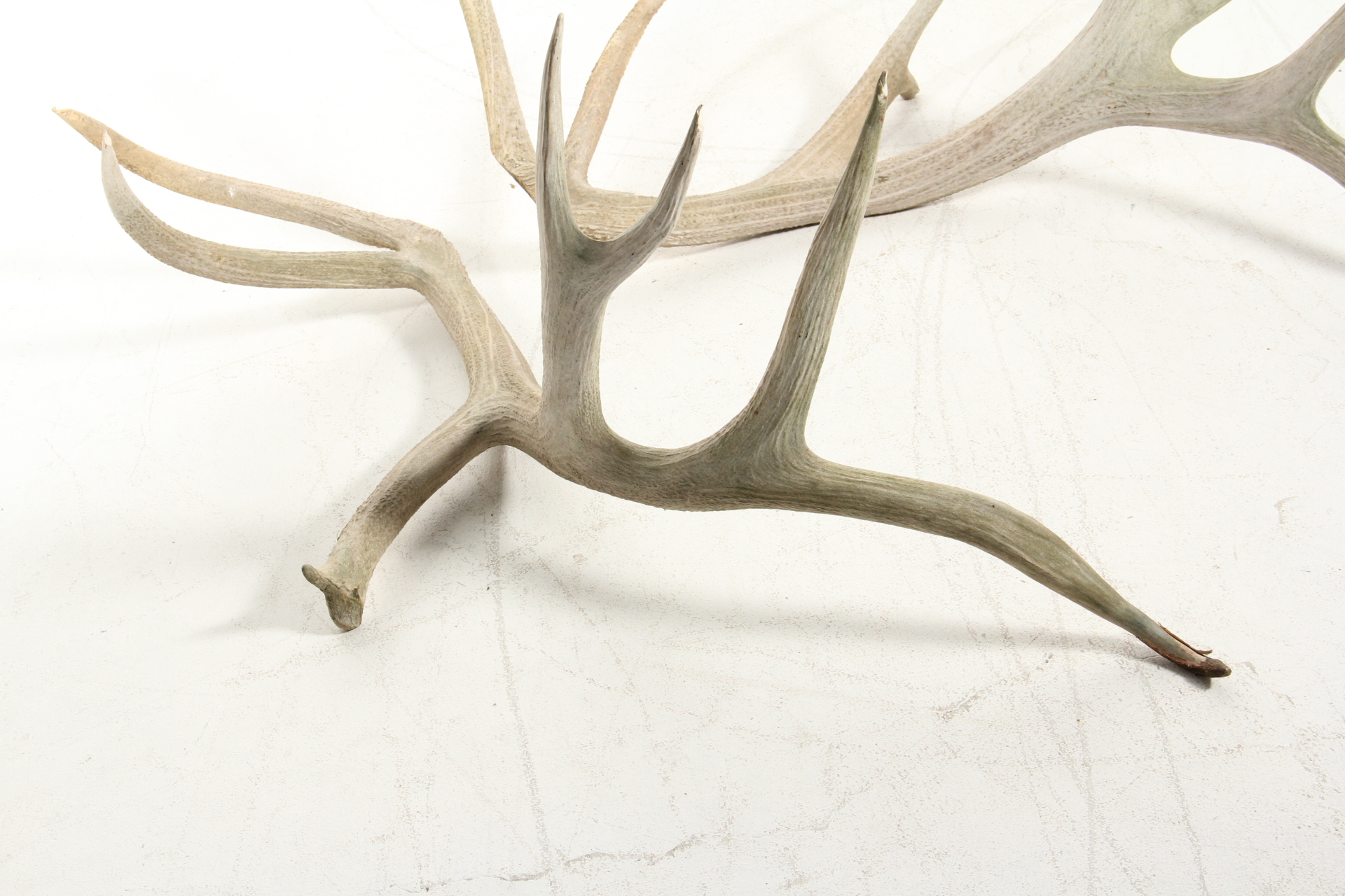 Pair of Elk Antlers