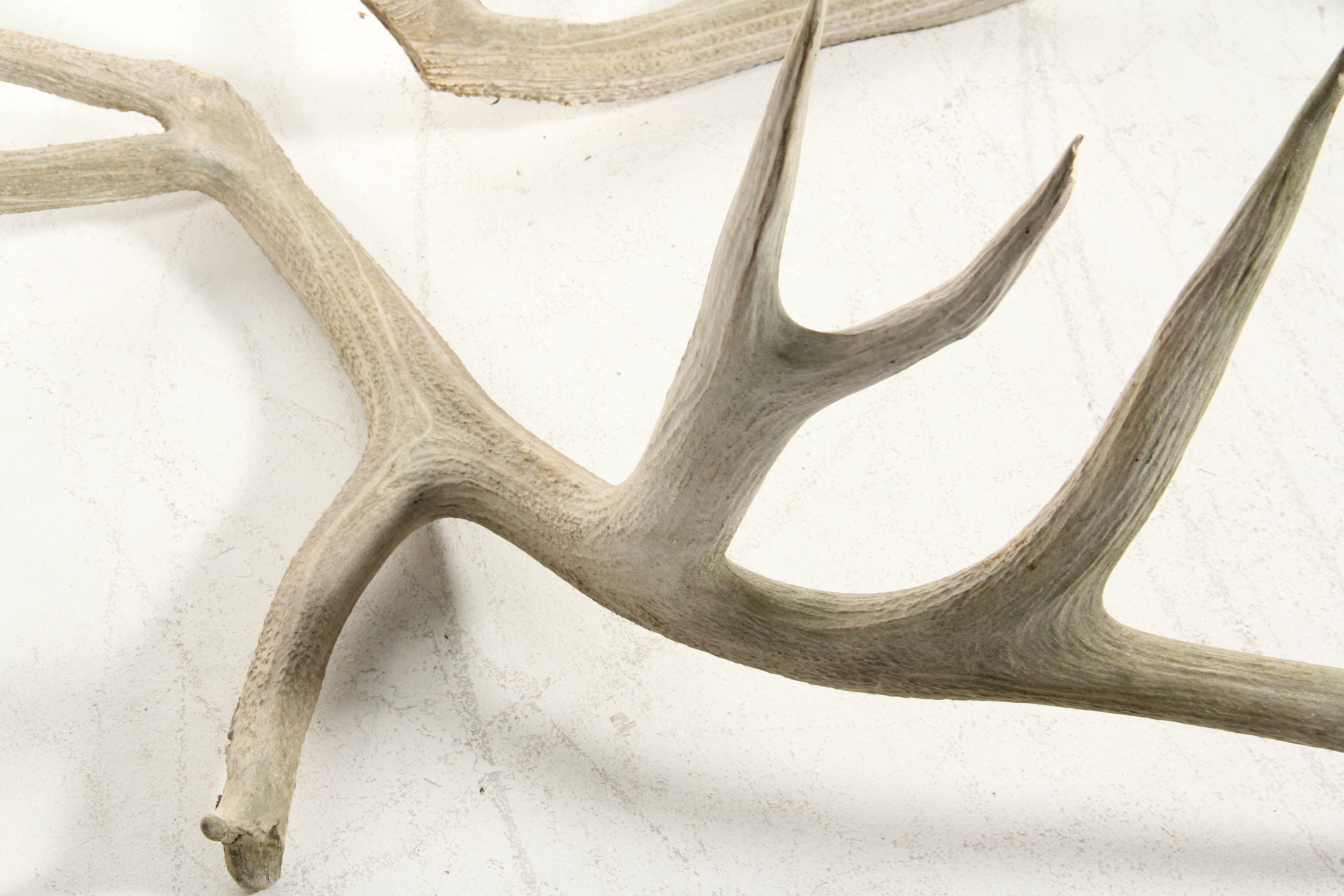 Pair of Elk Antlers