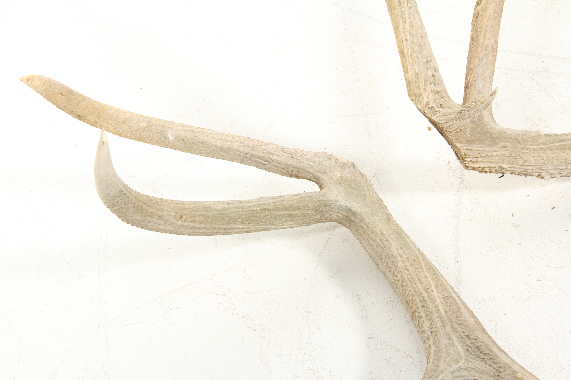 Pair of Elk Antlers