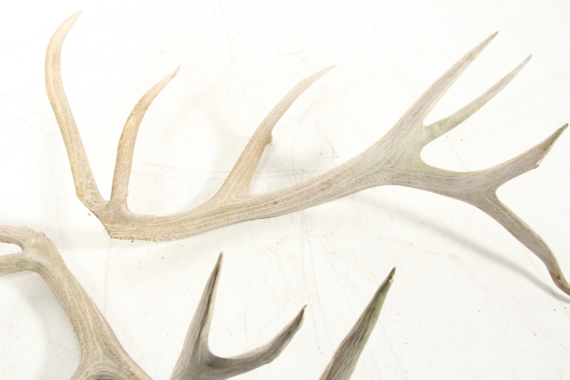 Pair of Elk Antlers