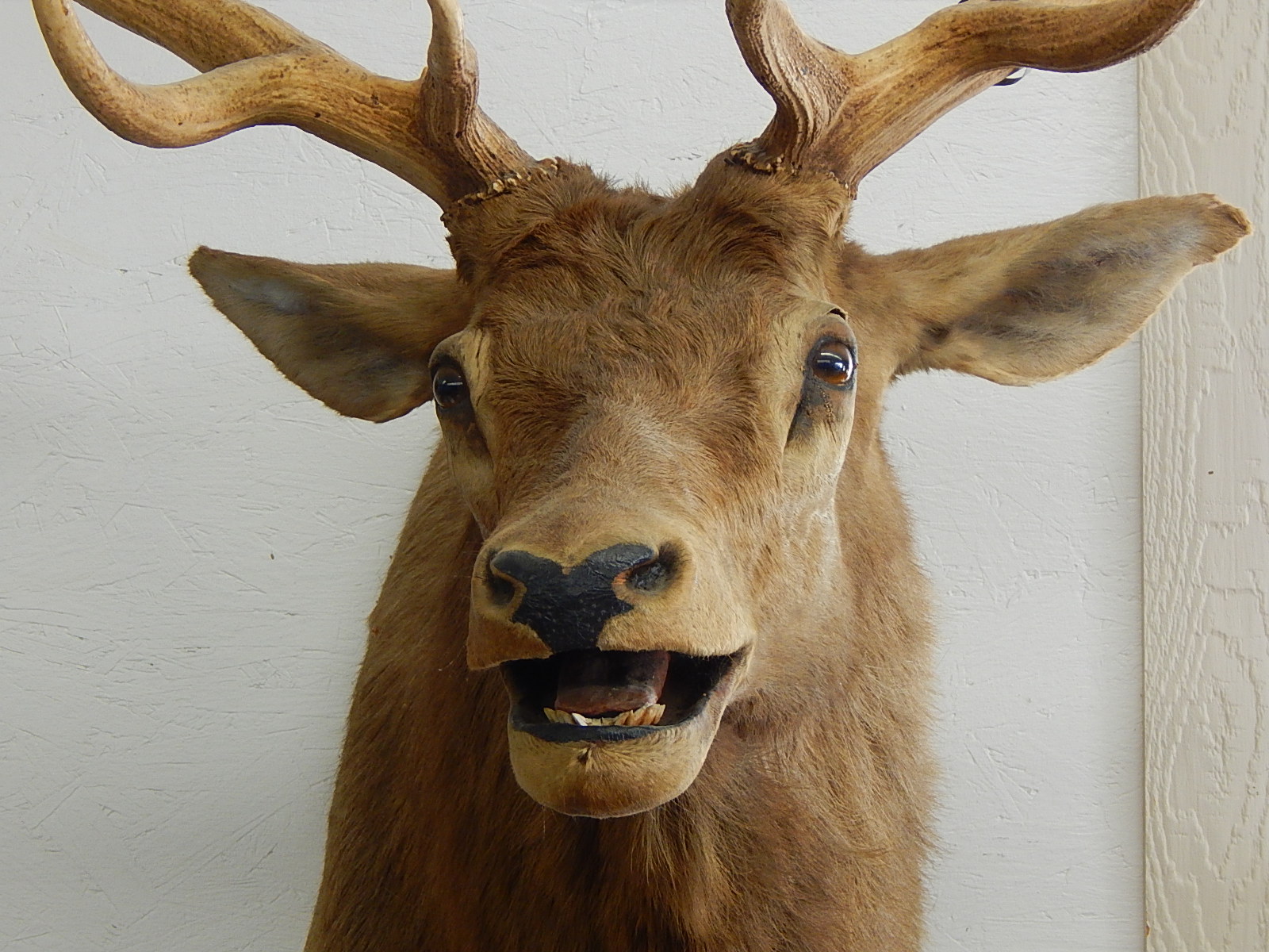 Large 1959 Taxidermy Wyoming Elk Head Mount