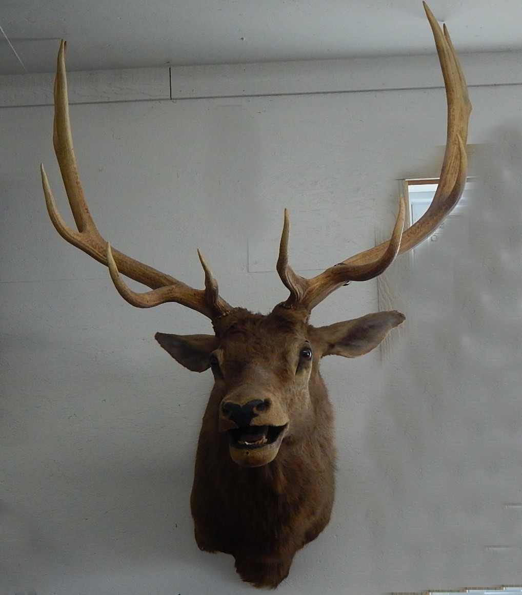 Large 1959 Taxidermy Wyoming Elk Head Mount
