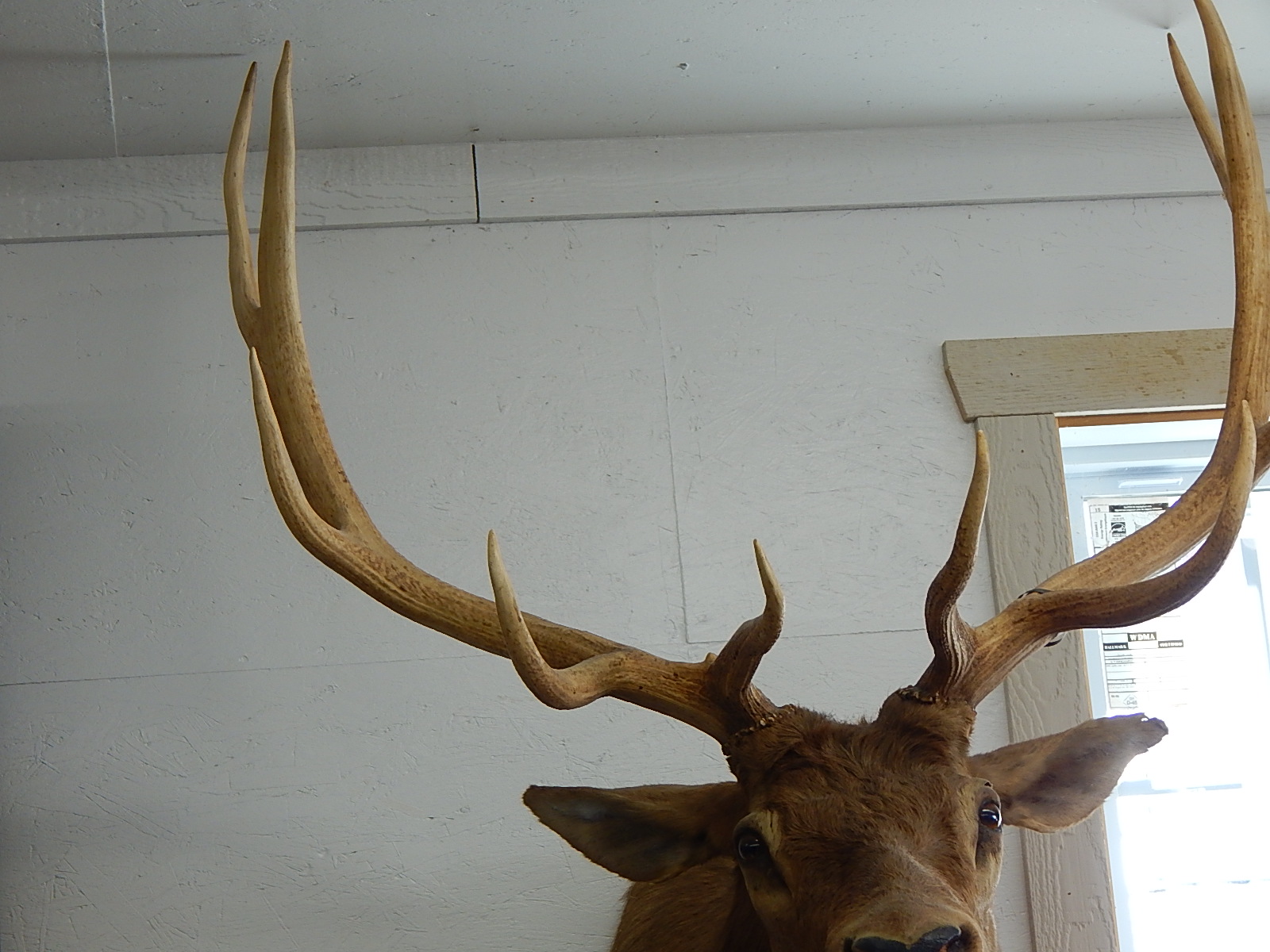 Large 1959 Taxidermy Wyoming Elk Head Mount