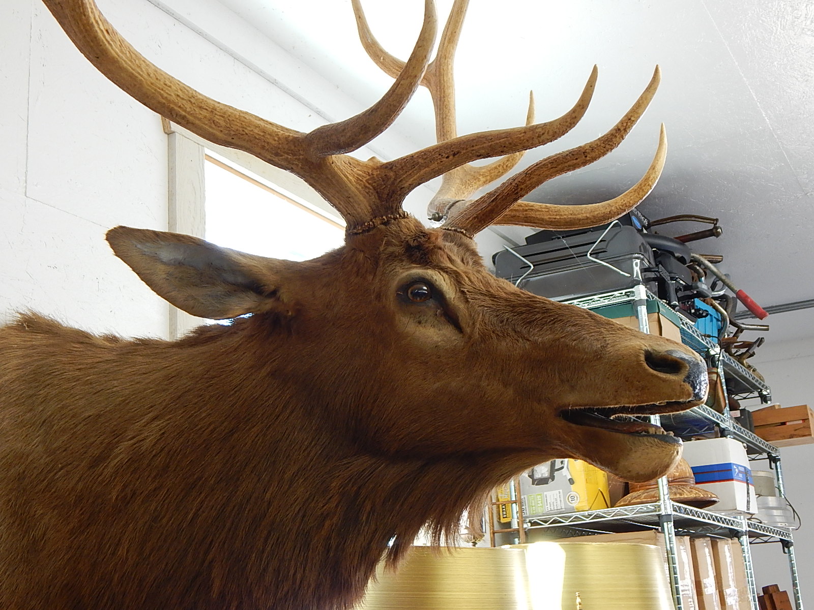 Large 1959 Taxidermy Wyoming Elk Head Mount