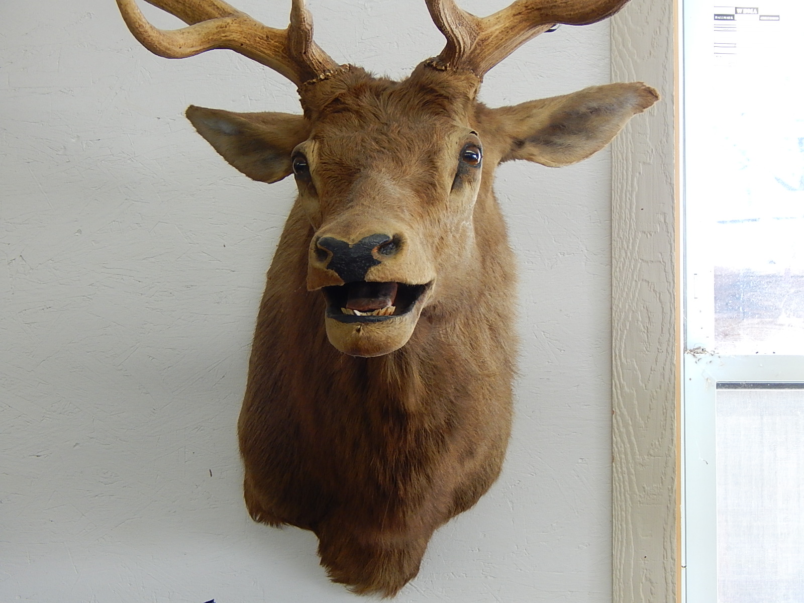 Large 1959 Taxidermy Wyoming Elk Head Mount