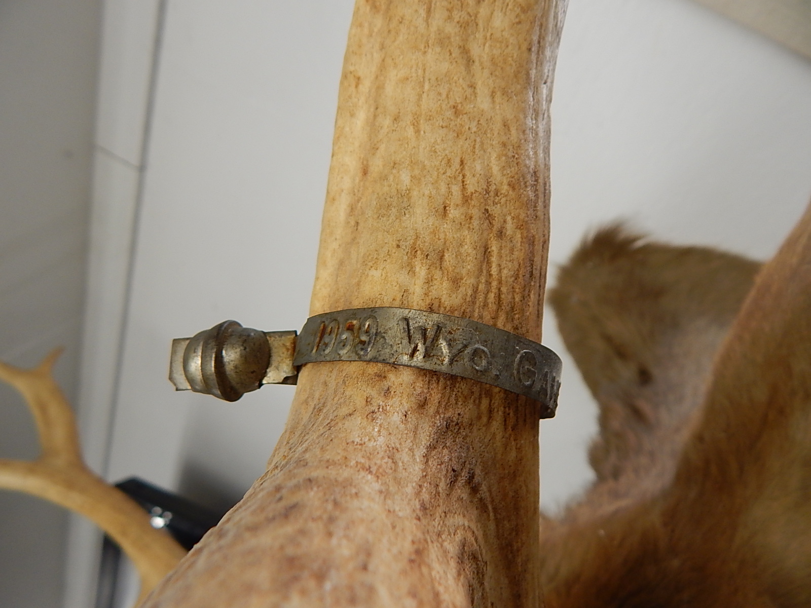 Large 1959 Taxidermy Wyoming Elk Head Mount