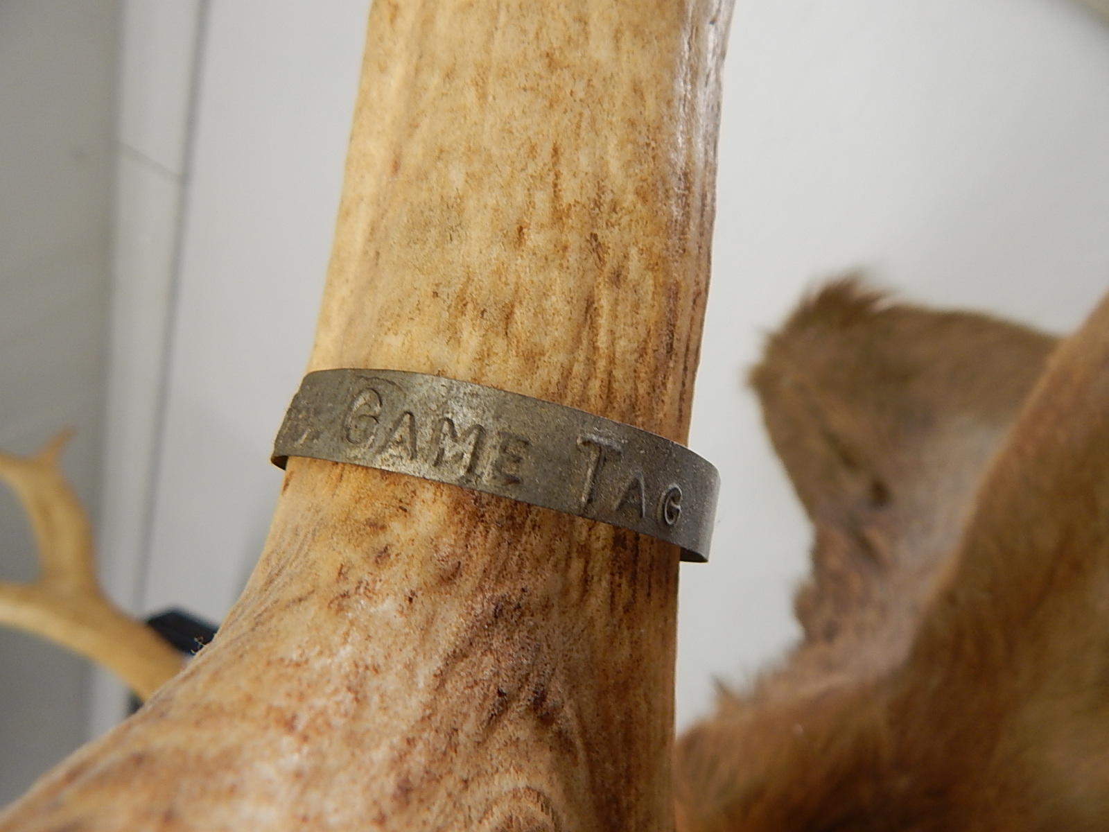 Large 1959 Taxidermy Wyoming Elk Head Mount