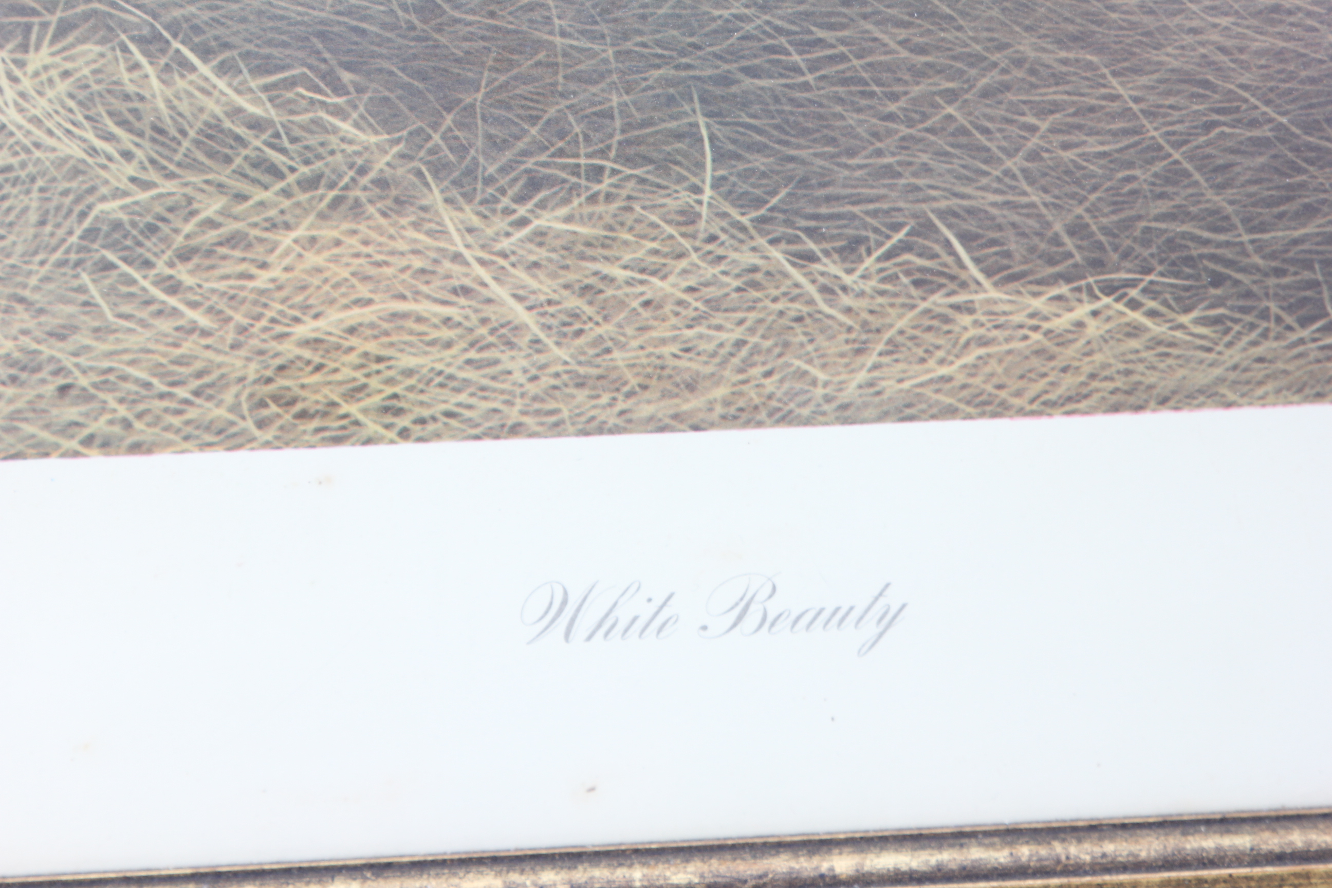 Joseph Petro Framed Artist Proof Titled " White Beauty"