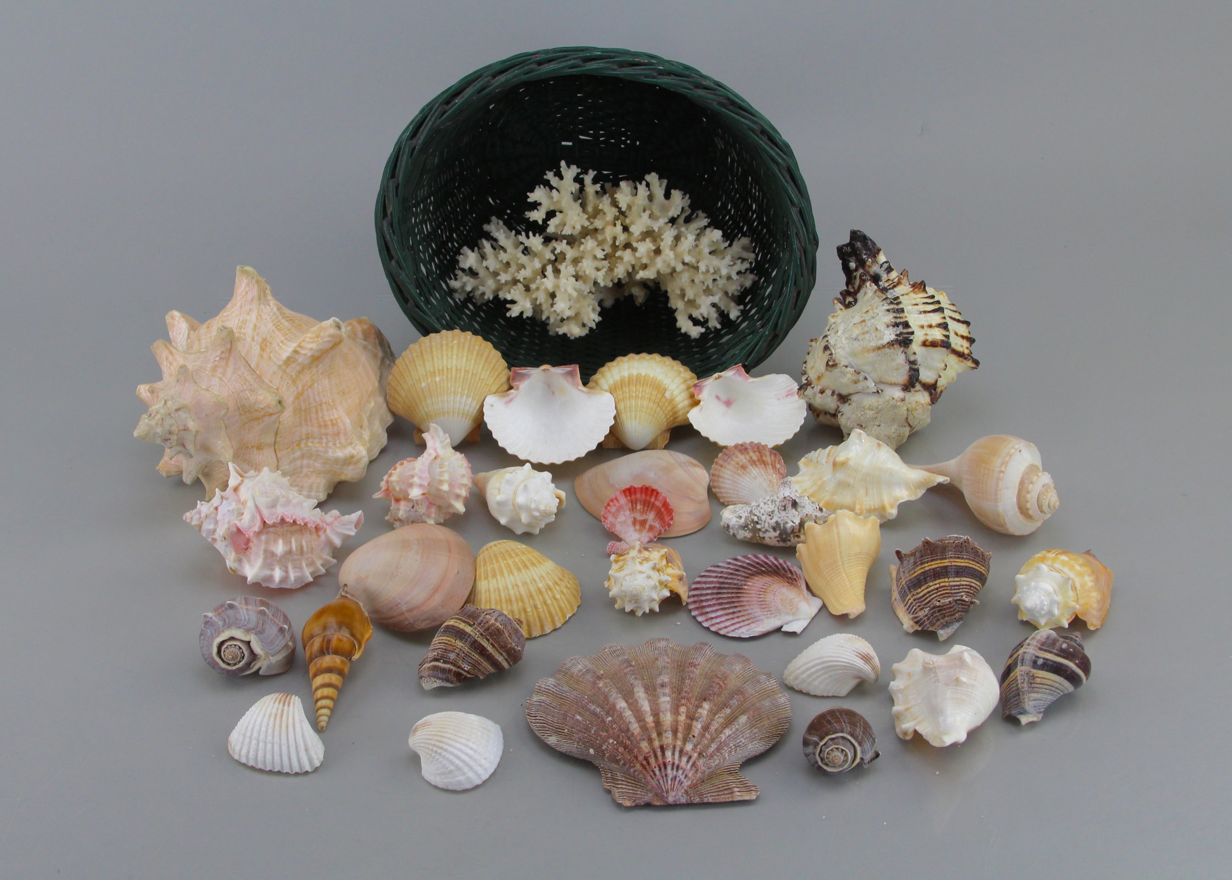 Seashell Collection in Green Wicker Basket