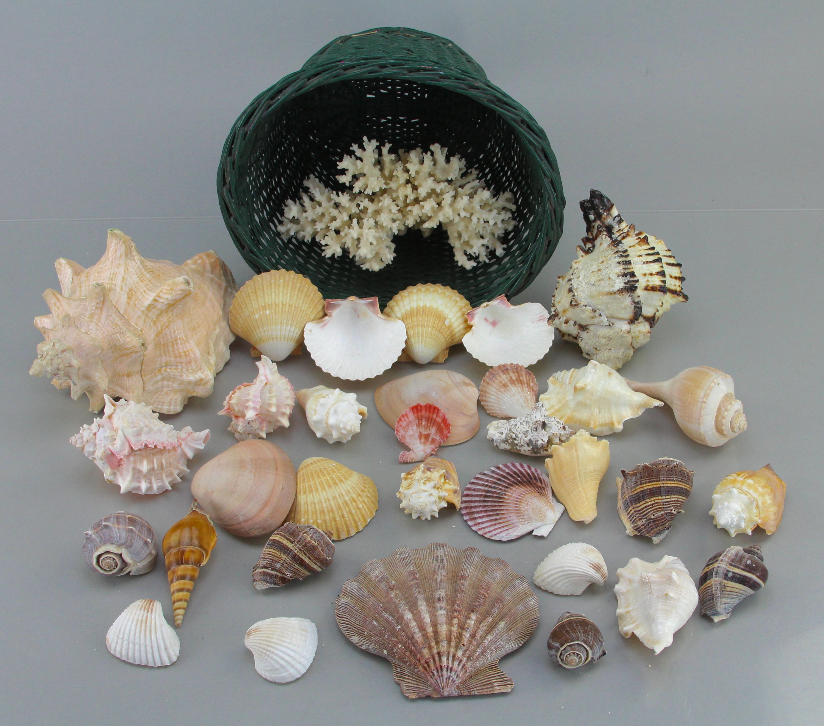 Seashell Collection in Green Wicker Basket